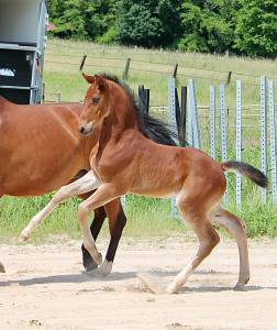 Foal mâle top origines uriko x casall