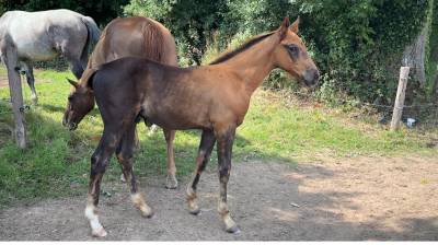 Foal male par hurricane de champloue