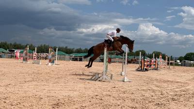 Castrone kwpn cavallo da sport neerlandese in vendita 2017 baio