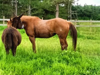 Jument quarter horse 4 ans kenny du tr