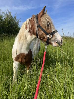 Poney welsh pp 4 ans 