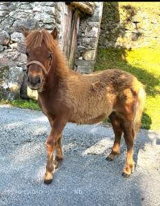 Pony shetland