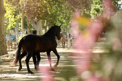 Potro PRE Pura Raza Española En venta 2022 Negro por HUELVANO ER