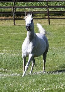 Mare Arabian For sale 2018 Grey