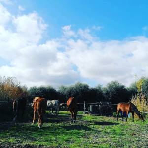 Pension retraite chevaux - cheval libre 06 