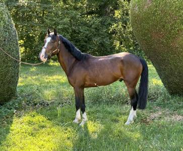 Poney D 145 cm sport/club petit prix 