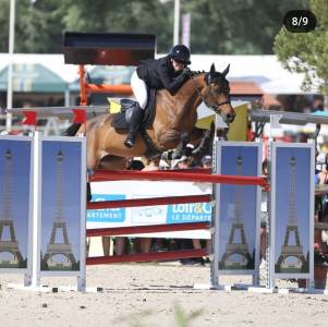 Merrie Franse rijpony PFS Te koop 2010 Donker bruin / bai