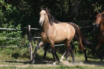 Poulain lusitanien isabelle top qualité 