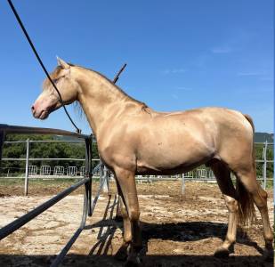 Andaluso p.r.e. da dressage