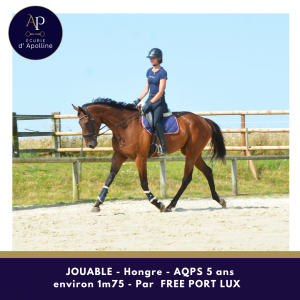 Hongre aqps 5 ans environ 1m75 - top locomotion