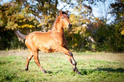 Magnifique poulain pure race espagnole bai + prl