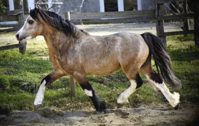 Penboeth lap top  : étalon poney welsh mountain 