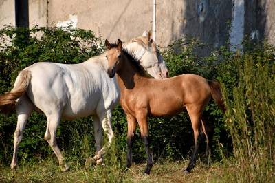 Pouliche bwp sport iberique 