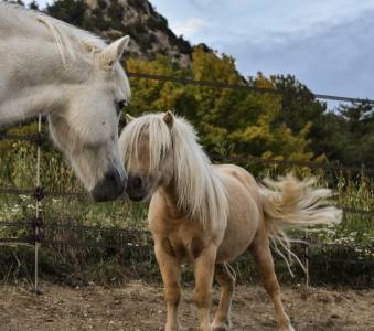 Poulains et adultes poneys shetland