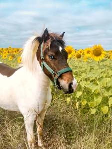 Napo  : napo - étalon shetland x welsh