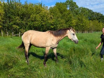 Poulinière poney de sport pleine 