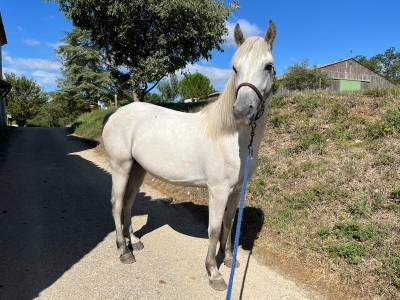  poneys connemaras 3 ans 