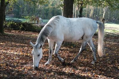 Cheval lipizzan