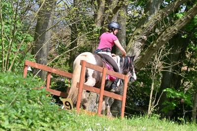 Jument irish cob loisirs randonnée pleine 