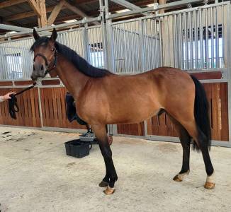 Poney welsh part bred à vendre