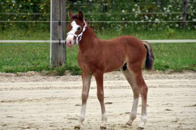 A vendre, foal tres prometteur