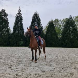 Mare Dutch Riding Pony For sale 2015 Chesnut