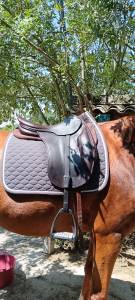 Selle macel dressage 