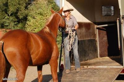 Propose stage d'équitation éthologique ou western 