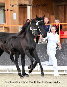 Pouliche arabo- frison à vendre