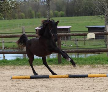 Pouliche arabo- frison à vendre