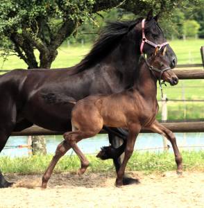 Poulain arabo- frison à vendre