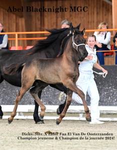 Poulain arabo- frison à vendre