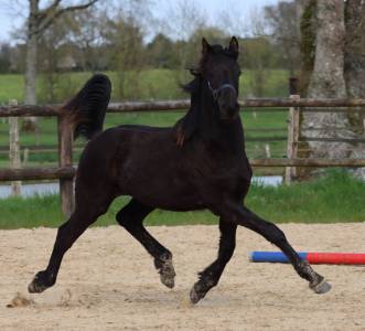 Poulain arabo- frison à vendre