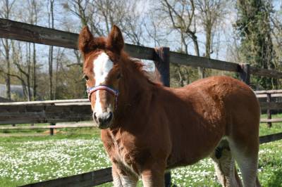 A vendre, foal tres prometteur