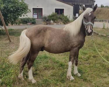 Poulain seal brown silver pie tobiano