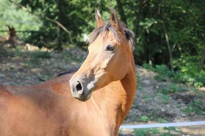 Ponette - 1m48 - 19 ans