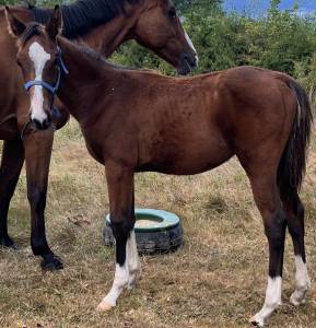 Poulain sf 2023 ( papillon de l'odyssee x cor de hus )