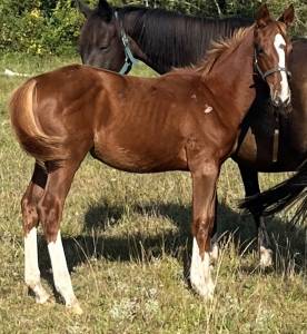 Pouliche sfo ( papillon de l'odyssee x fringant )