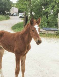 Pouliche à vendre 