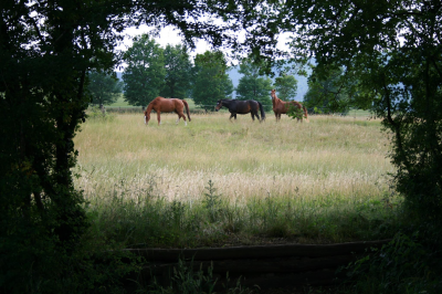 Pension chevaux pre paddock boxes abris travail coatch