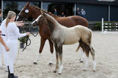 Opvallend palomino merrie veulen 