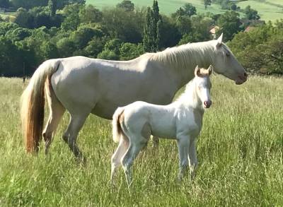 Poulinière race crème cremello 15 ans  pleine 