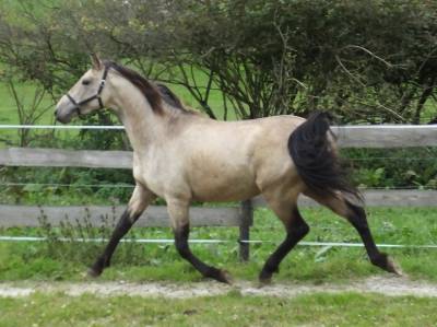 Jeune cheval de dressage isabelle top allures