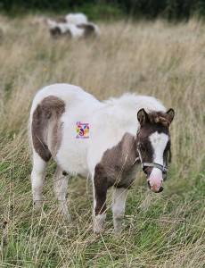 Foals mâles et femelles de tailles a et b