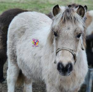 3 foals de tailles a et b