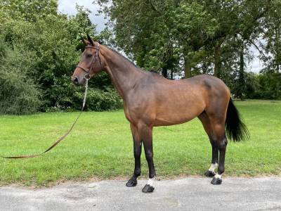 Hongre 8 ans - cornet x contender - gros moyens