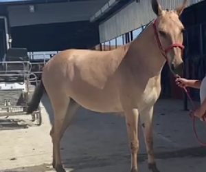 Caramela:mule au caractère exceptionnel