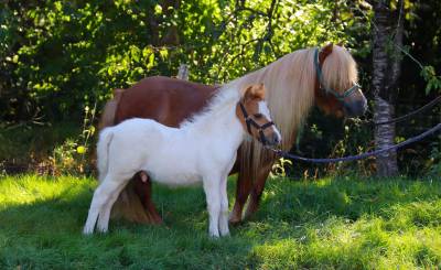 Poulain shetland pp