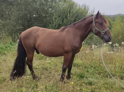 Cheval de race auvergne 