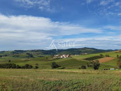 Exploitation viticole beaujolaise et elevage